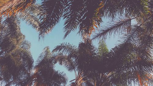 Low angle view of coconut palm trees against sky