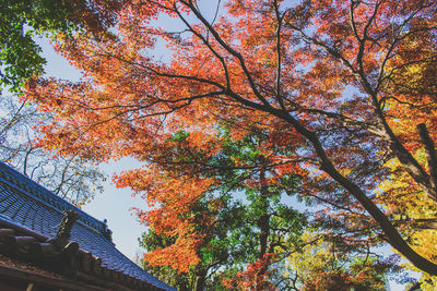 Cropped image of house by autumn trees