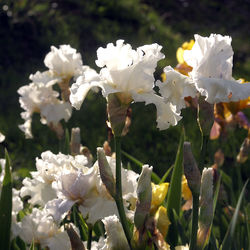Close-up of white flowering plant