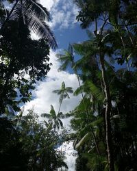 Low angle view of palm trees against sky