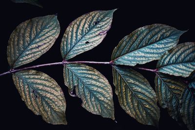 Close-up of dry leaves against black background