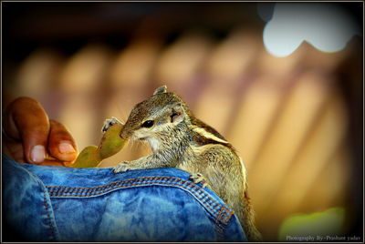Low section of person feeding bird