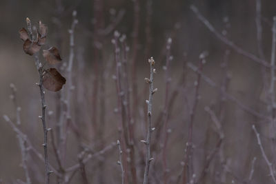 Close-up of wilted plants