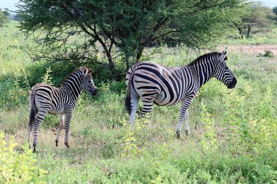 Zebra and zebras on field