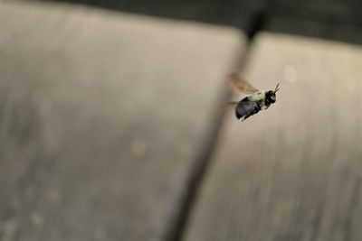 Close-up of bee flying