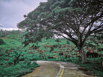 Empty road along trees and plants