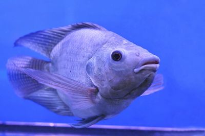 Close-up of fish swimming in aquarium