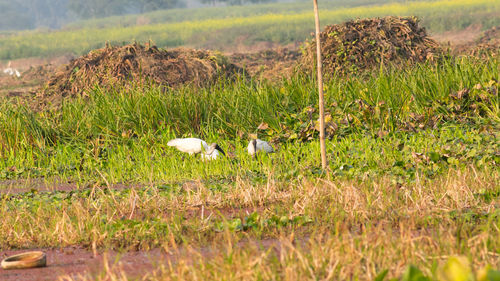 View of birds on field