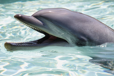 View of fish swimming in sea