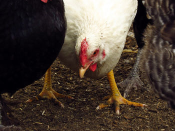 Close-up of a chicken on a field