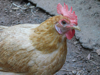 Female chicken or hen