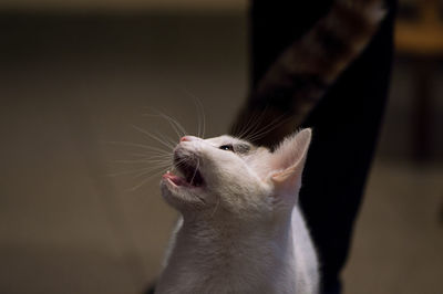 Close-up of cat yawning at home