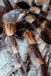 Close-up of spider