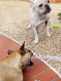 Dog looking at camera