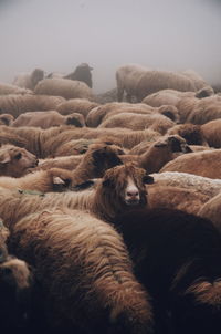 Flock of sheep on land