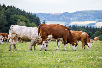 Herd of cows at summer green field