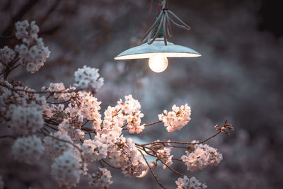 Low angle view of flower tree against sky