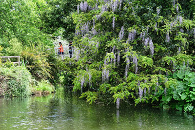 Trees by lake in forest