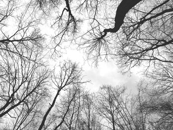 Low angle view of bare trees against sky