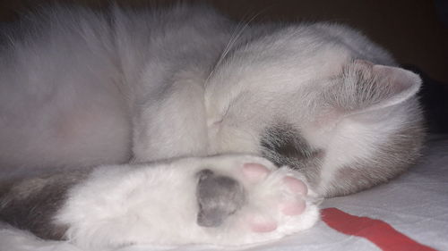 Close-up of cat sleeping on bed