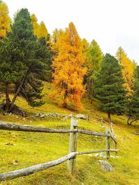 Trees on field during autumn