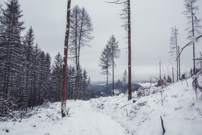 Pine trees on snow covered field against sky