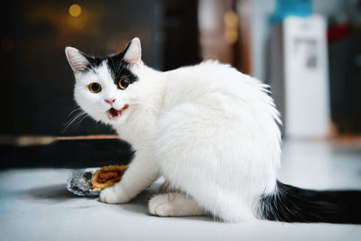 Close-up portrait of a cat