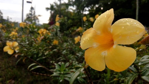 Close-up of yellow flower blooming outdoors