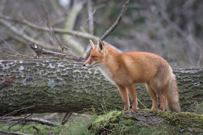 Squirrel in forest