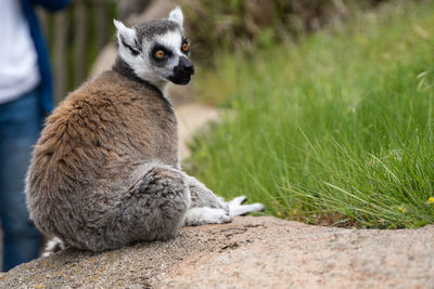 Sheep sitting on grass
