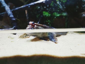 Close-up of hand holding fish