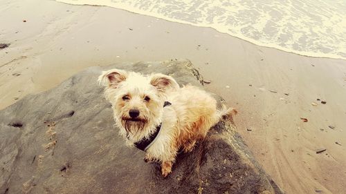 Portrait of dog on sand at beach