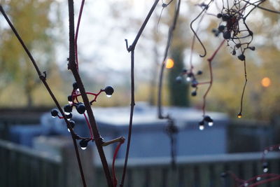 Close-up of berries growing on tree