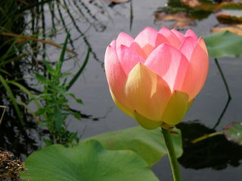 Close-up of flower blooming outdoors