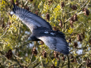 Close-up of a bird flying