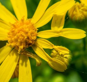 Close-up of yellow flowers blooming outdoors