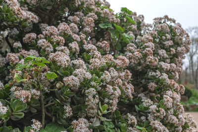 Close-up of flowering plants