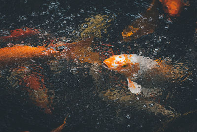 Close-up of koi carps swimming in lake