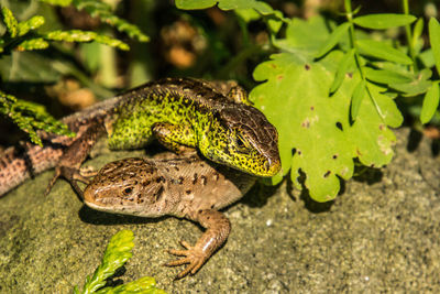 Close-up of lizard on a field