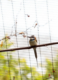 Close-up of bird perching on tree