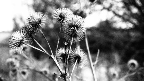 Close-up of plant