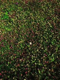 High angle view of red flowering plants on field