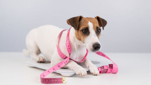 Portrait of dog against white background