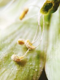 Close-up of flowers against blurred background