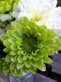 Close-up of dahlia blooming outdoors