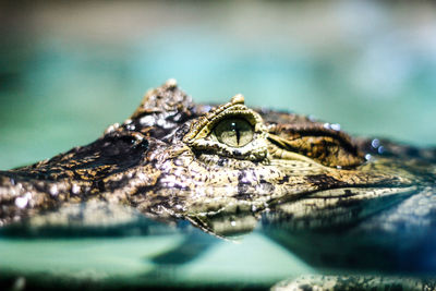 Close-up of crocodile in water