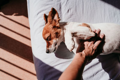 Cropped image of hand touching dog on bed