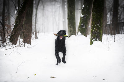 Dog on snow covered land