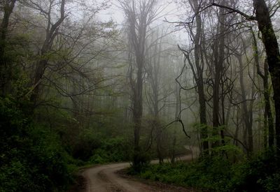 Road amidst trees in forest