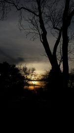 Silhouette of bare trees at sunset